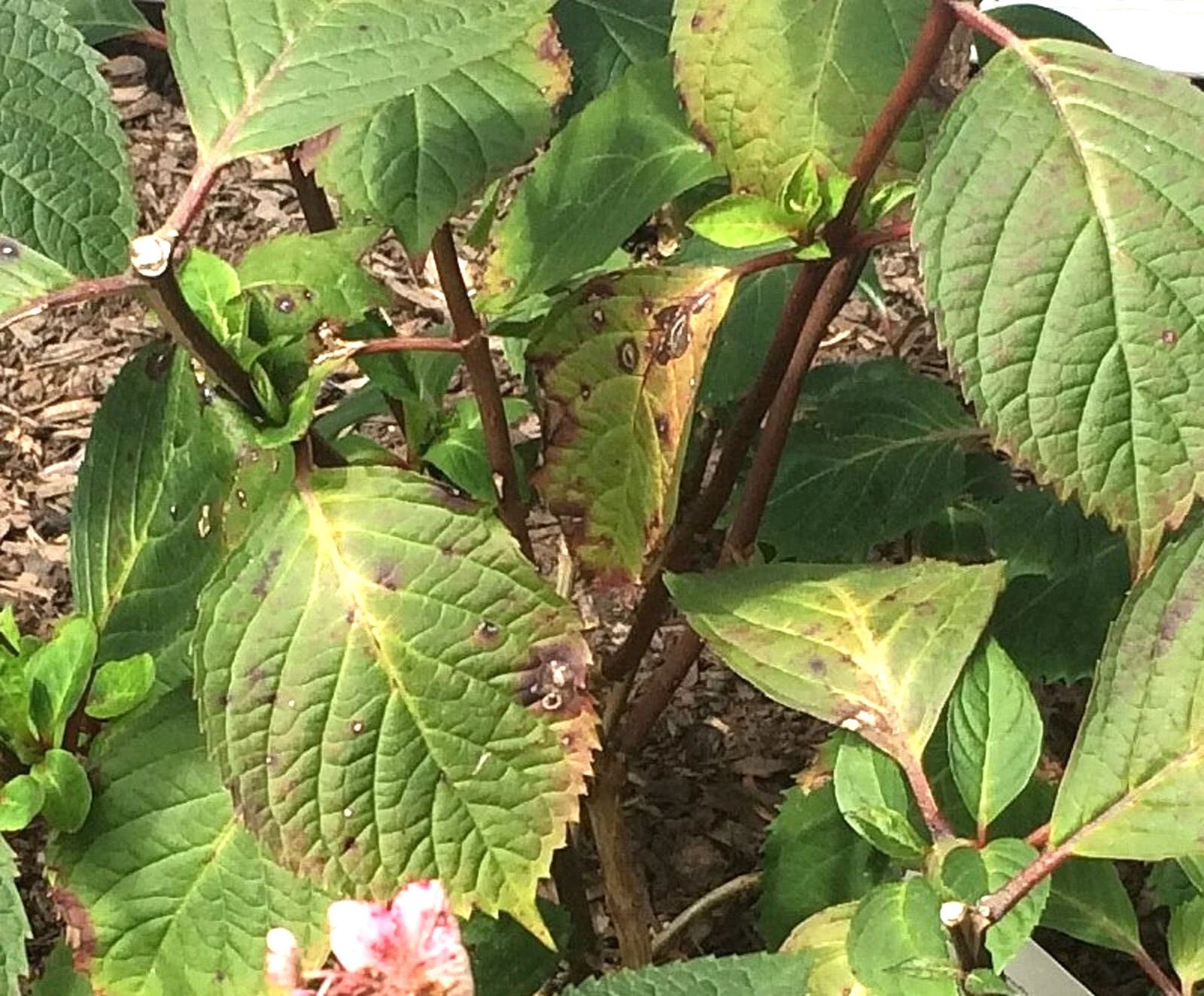 Hydrangea Care & Pruning — Seattle's Favorite Garden Store Since